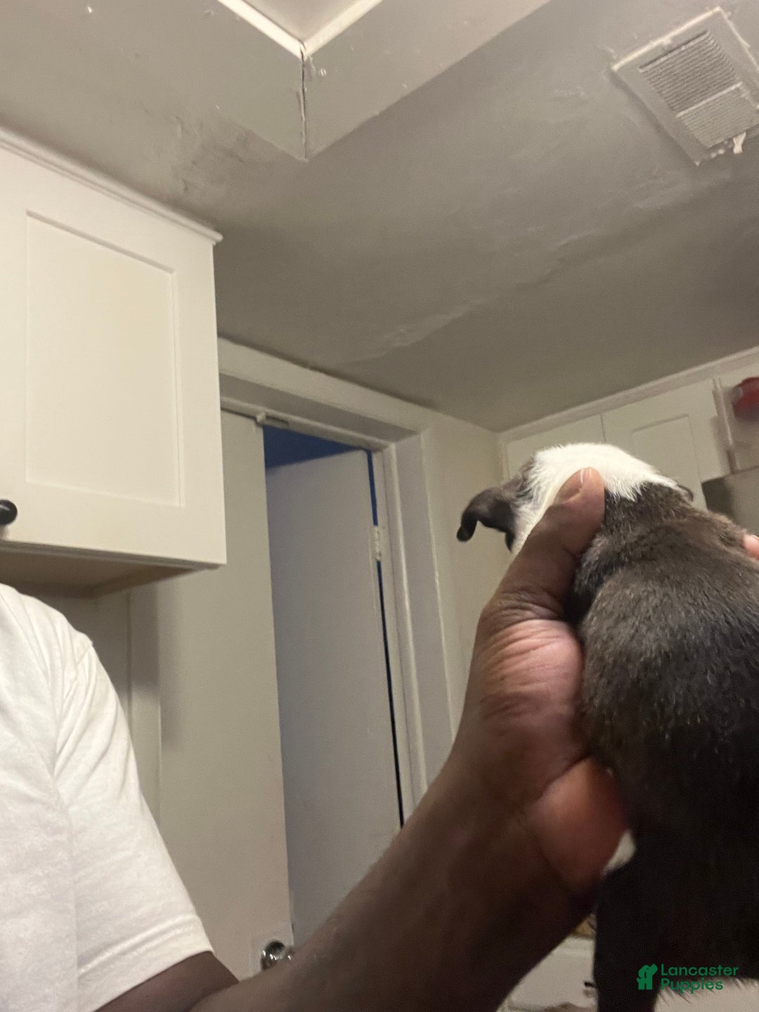 American Staffordshire Terrier dogs for sale: American Staffordshire Terrier Puppy 1 - Ad 3