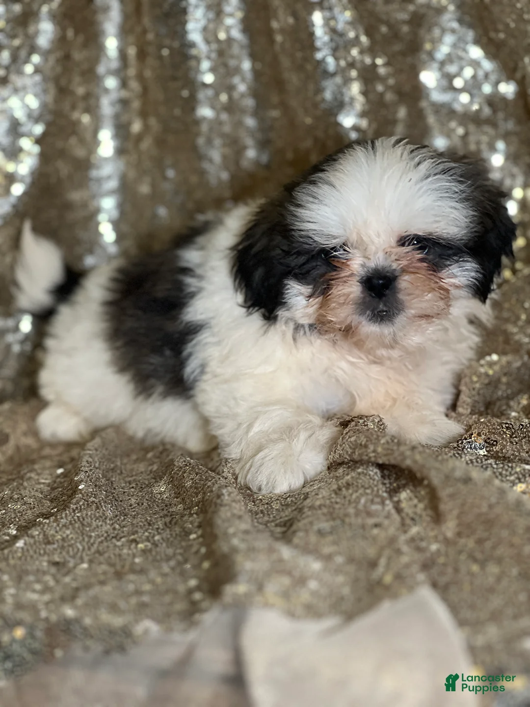 Shih Tzu dogs for sale: Cuddles - Ad 1