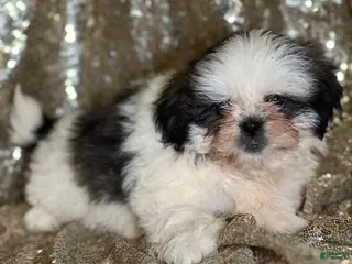 Shih Tzu dogs Cuddles - Ad 23