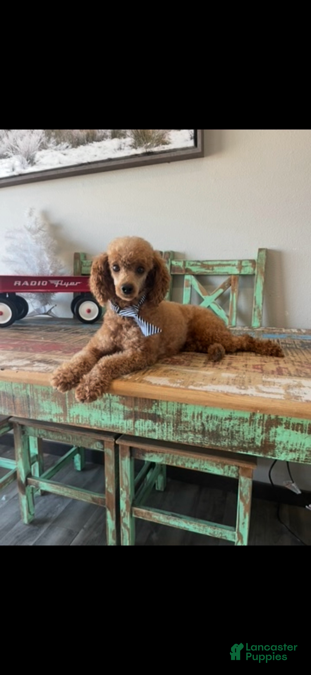 Toy Poodle dogs Akc Clear Red Bred Milo - Ad 1