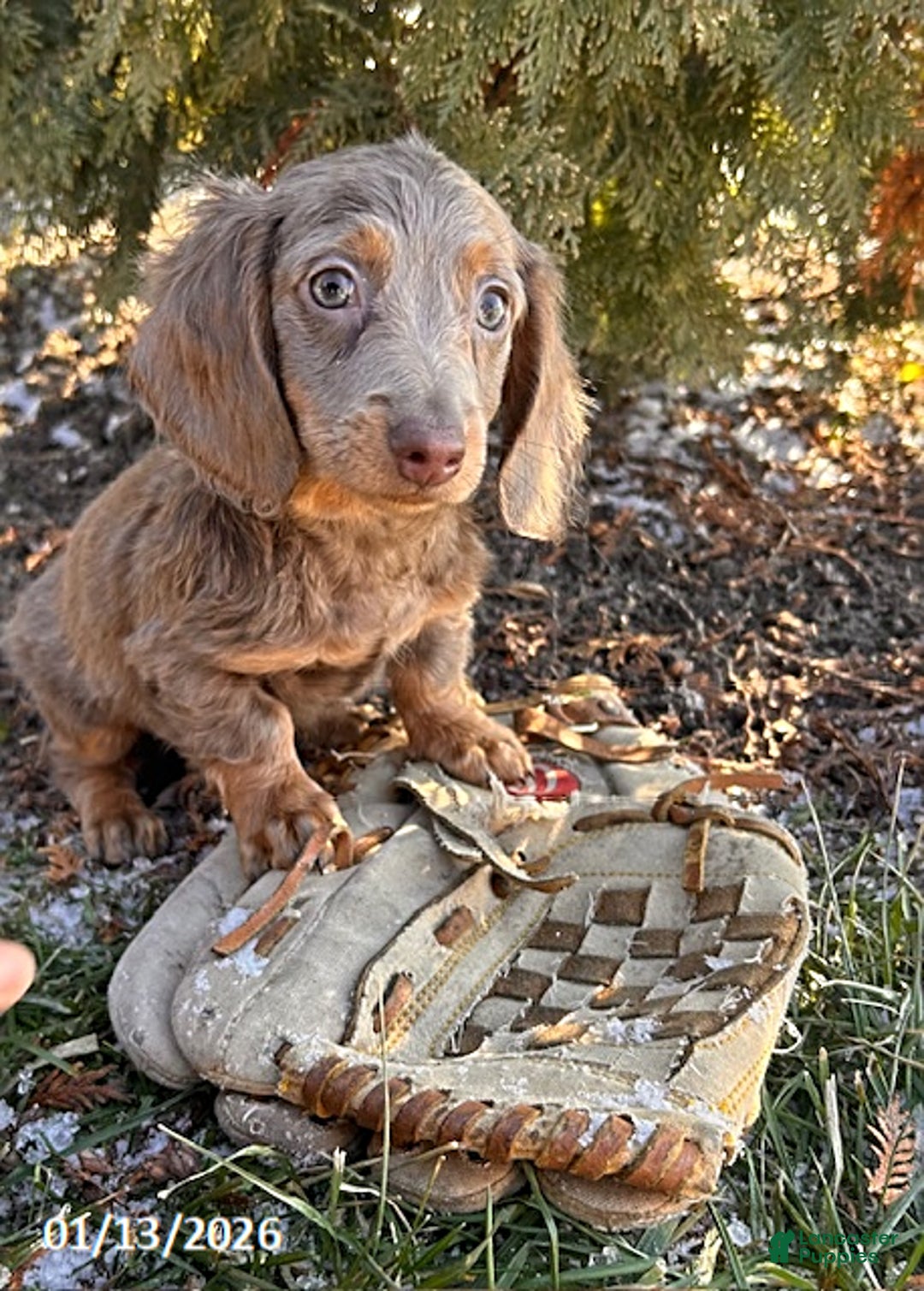 Miniature Dachshund dogs for sale: Heath  - Ad 2
