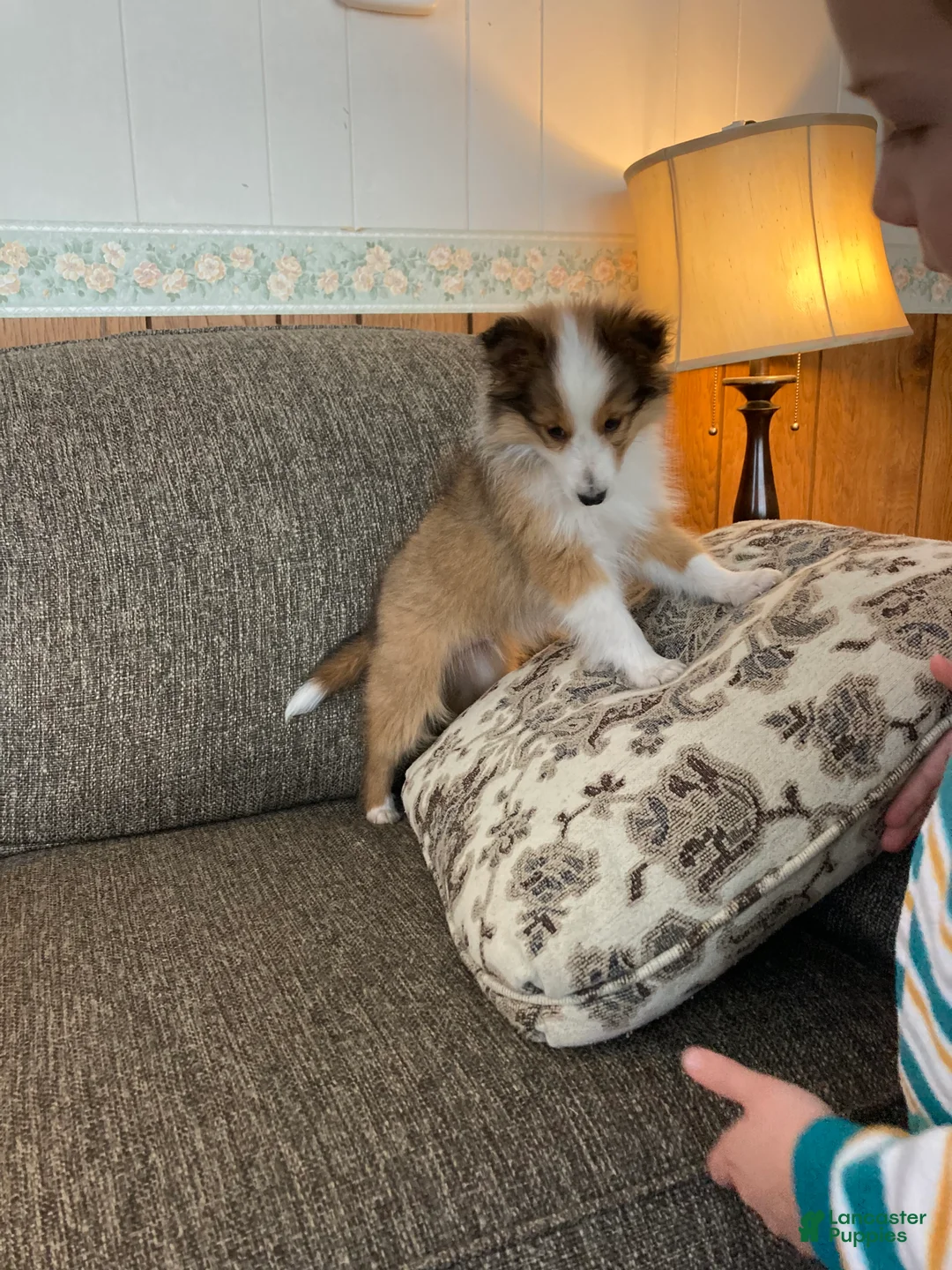 Shetland Sheepdog dogs for sale: Shetland Sheepdog Puppy 1 - Ad 3