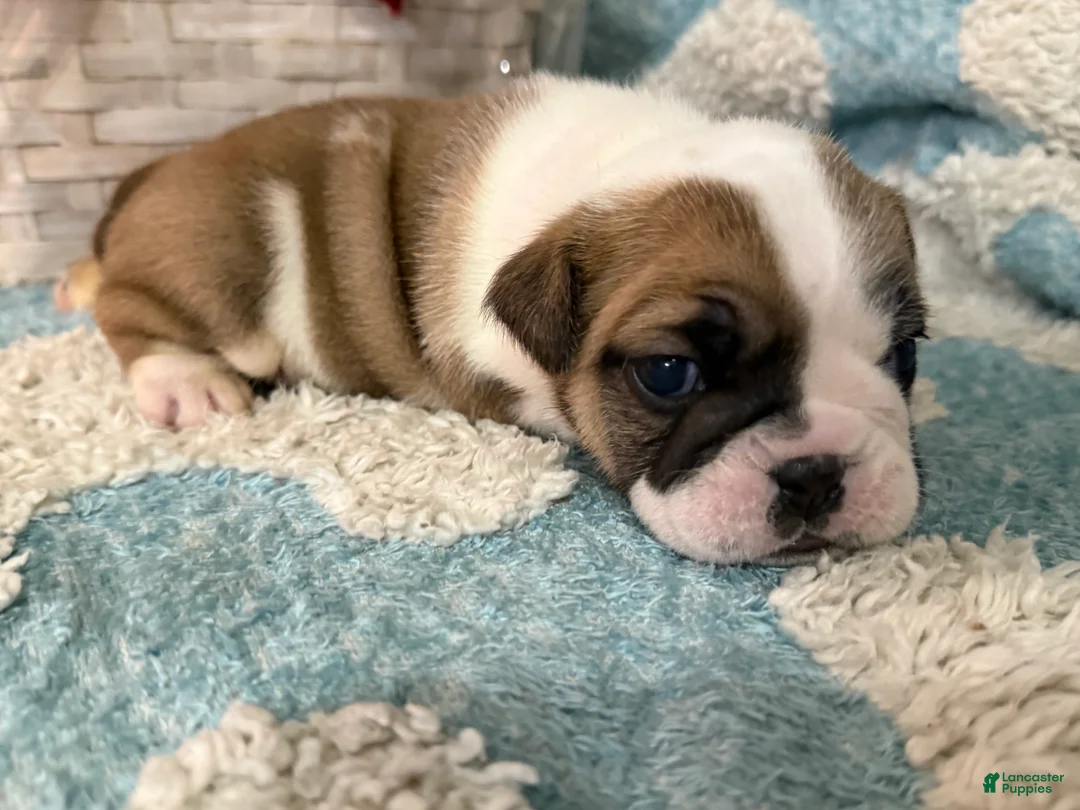 English Bulldog dogs for sale: English Bulldog Puppy 3 - Ad 5