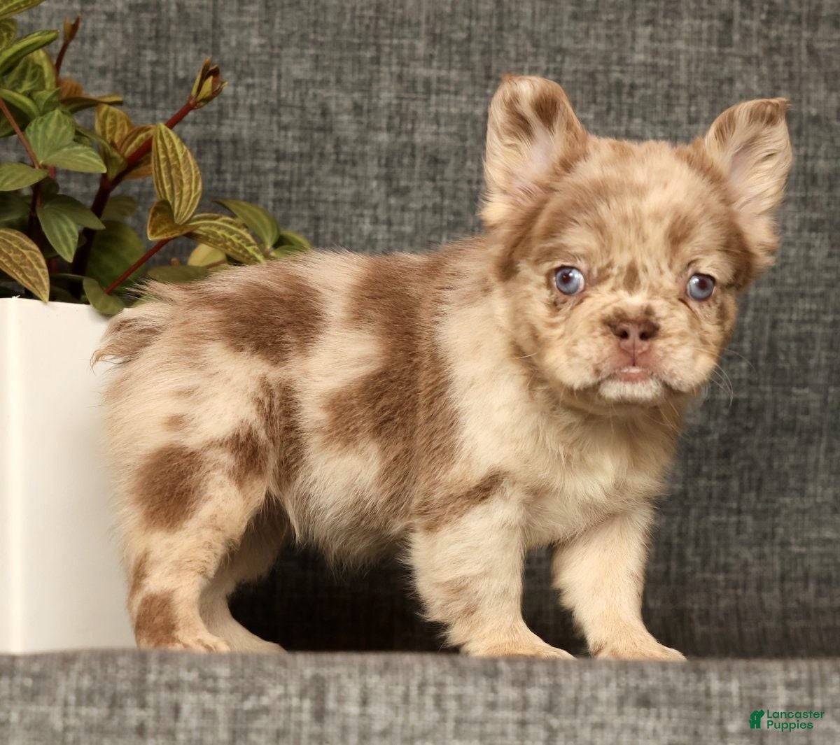 French Bulldog dogs for sale: Liney - Ad 2