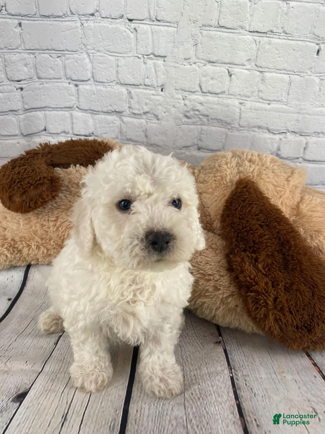 Bichon Frise dogs for sale: Ranger - Ad 6
