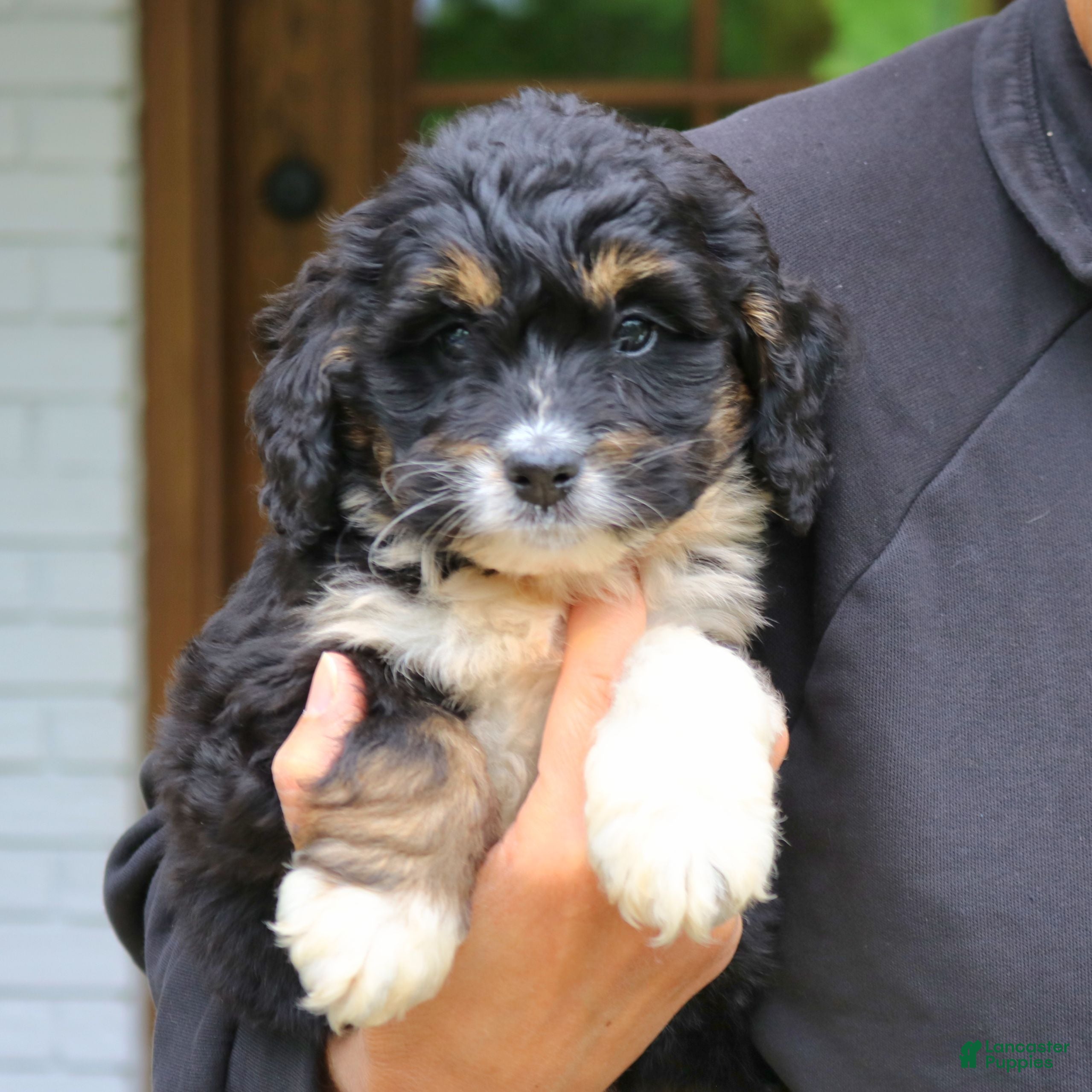 Mini Bernedoodle dogs Dixie  - Ad 2