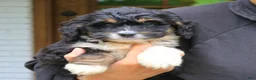 Mini Bernedoodle dogs for sale: Dixie  - Ad 2
