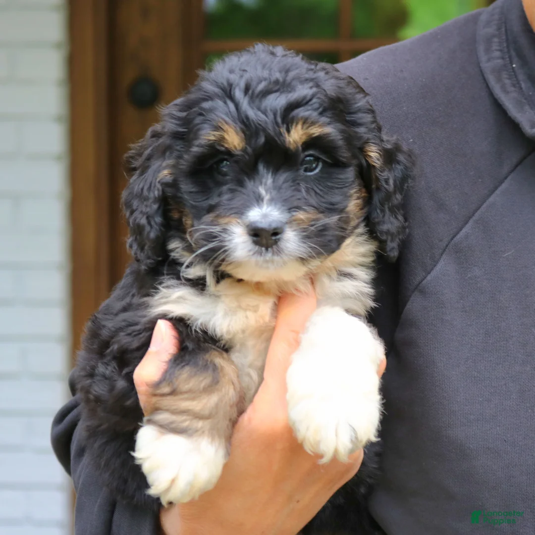 Mini Bernedoodle dogs for sale: Dixie  - Ad 2