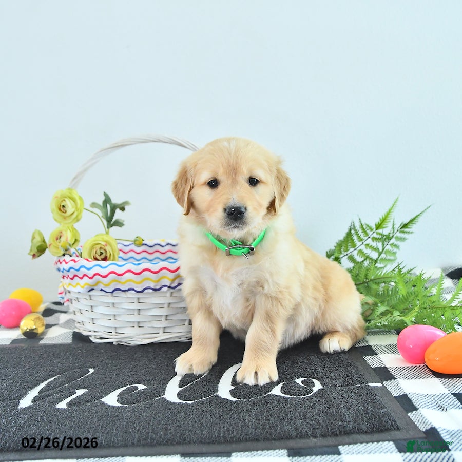 Golden Retriever dogs for sale: Alex - Ad 3
