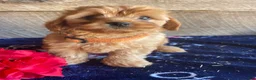 Cavapoochon dogs for sale: Opal - Ad 1
