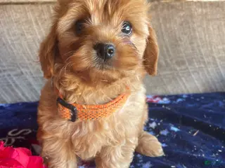 Cavapoochon dogs Opal - Ad 7
