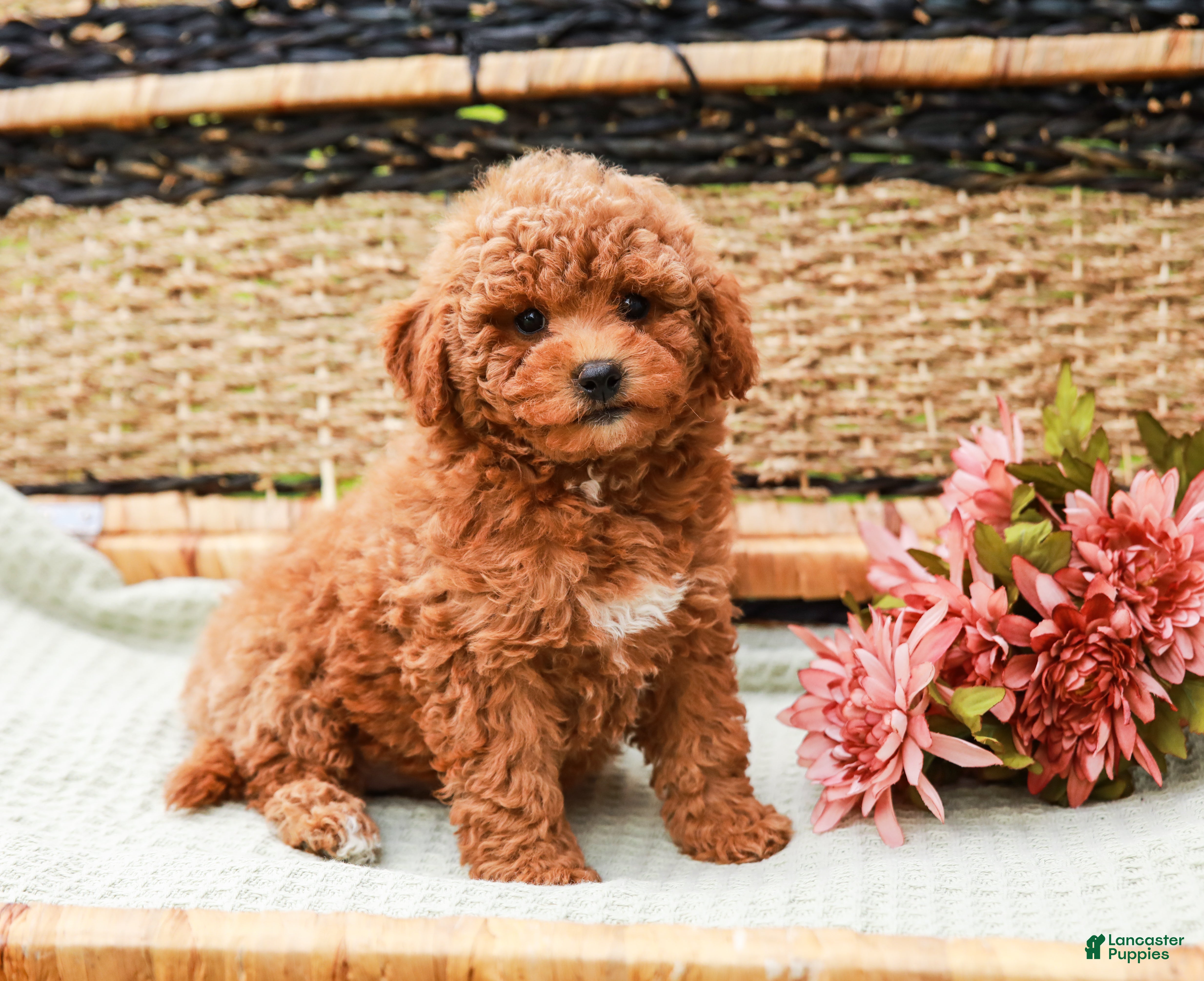 Miniature Labradoodle dogs Peaches - Ad 1