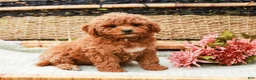Miniature Labradoodle dogs for sale: Peaches - Ad 1