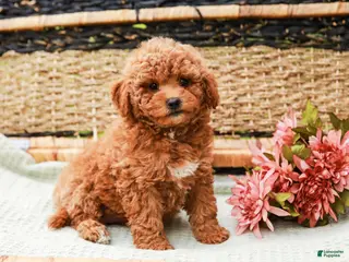 Miniature Labradoodle dogs for sale: Peaches - Ad 1