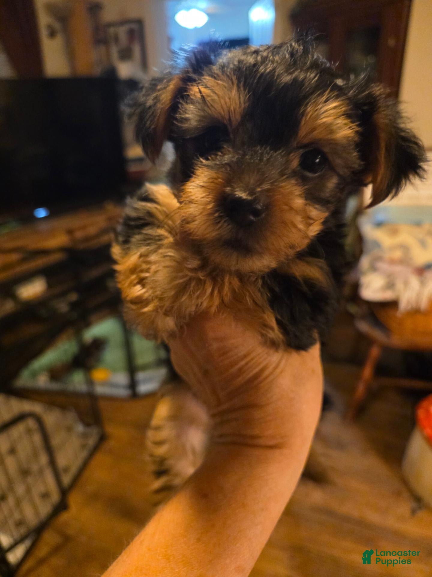 Yorkshire Terrier dogs Yorkshire Terrier 2 - Ad 1