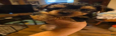 Yorkshire Terrier 2