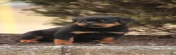 Rottweiler dogs for sale: Mason - Ad 5