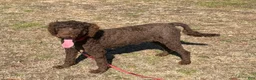 Labradoodle dogs for sale: Hershey - Ad 2