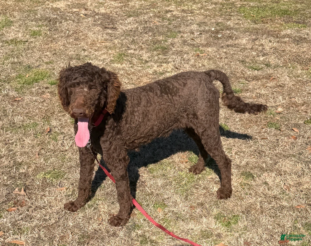 Labradoodle dogs for sale: Hershey - Ad 2