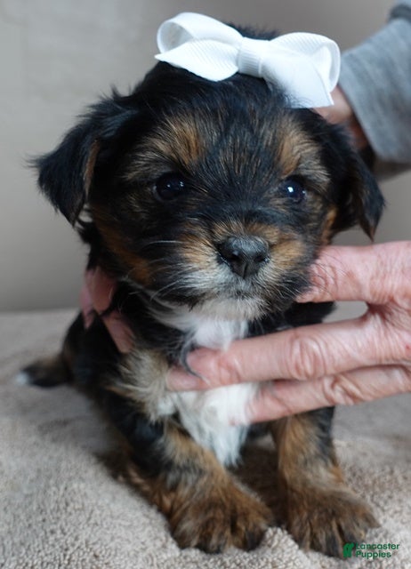 Yorkshire Terrier dogs Zephyr solid black face - Ad 22