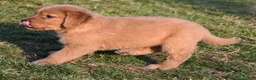 Golden Retriever dogs for sale: Pepper    Genetic/OFA - Ad 8