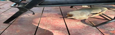 American Bully Puppy 2 cinnamon 