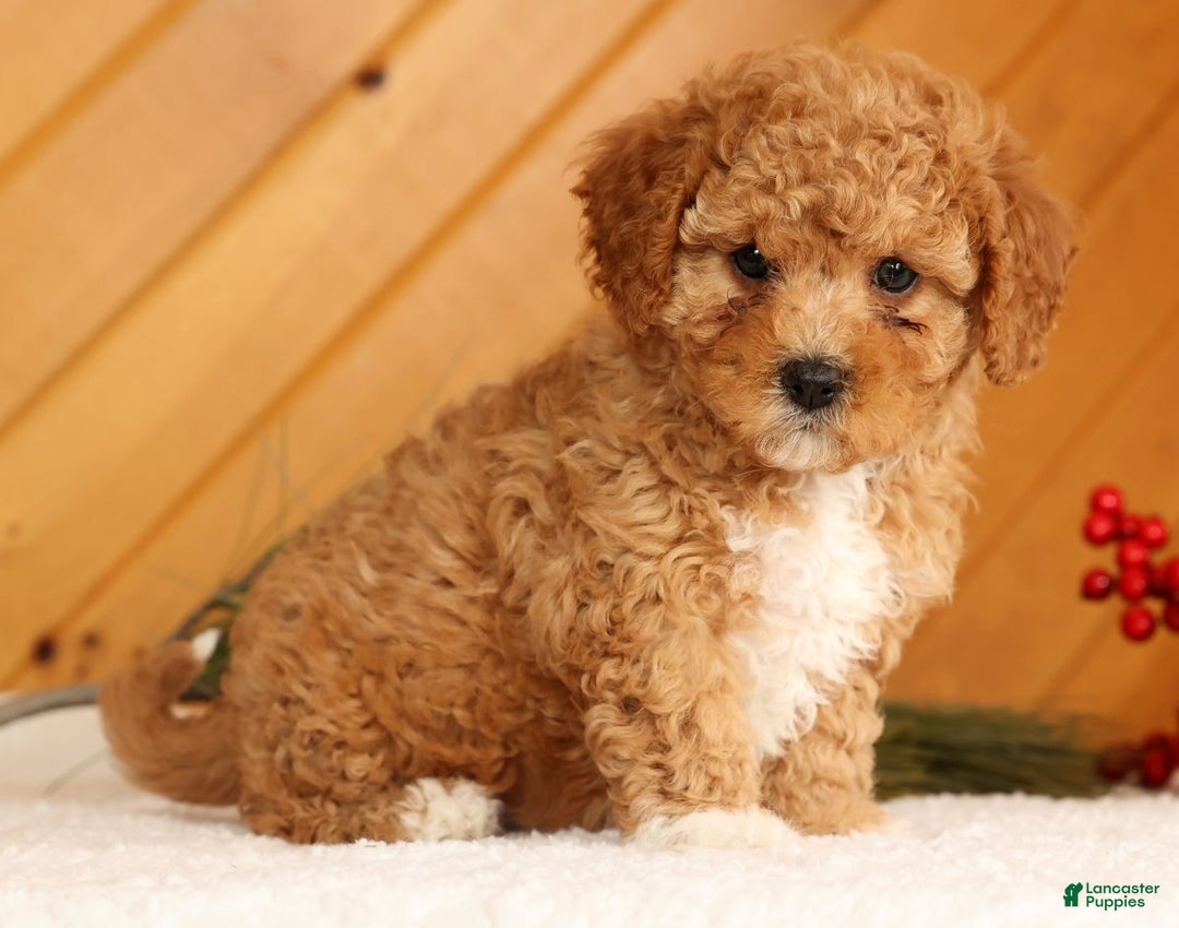 Cavapoo dogs for sale: Janie - Ad 6