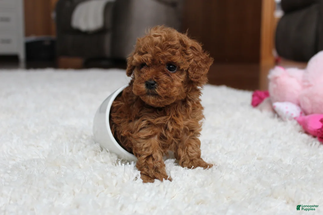 Toy Poodle dogs for sale: Teacup Aubrey - Ad 3