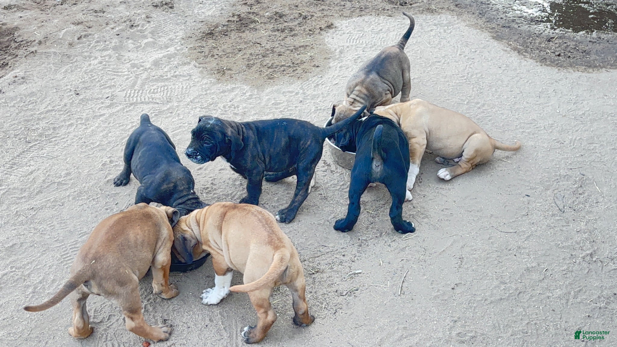 Cane Corso dogs Cane Corso Puppy 2 - Ad 5