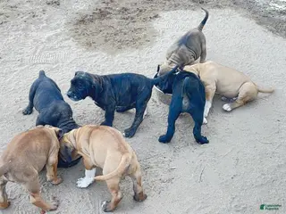 Cane Corso dogs Cane Corso Puppy 2 - Ad 12