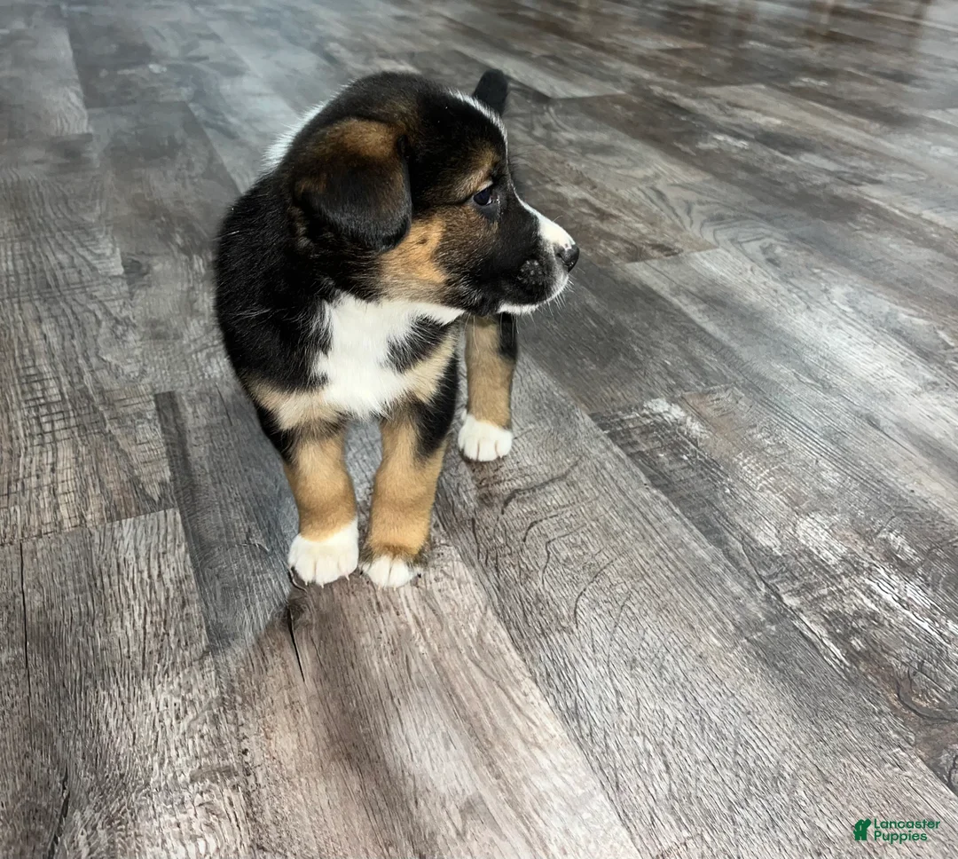 Mixed Breed dogs for sale: Oscar🩵 - Ad 5
