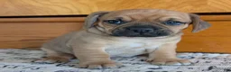 Puggle dogs for sale: Kobe  - Ad 4