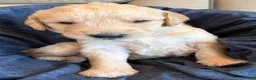 Double Doodle dogs for sale: River - F2 Double Doodle - Ad 6