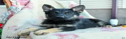 German Shepherd dogs for sale: Axel - Ad 3