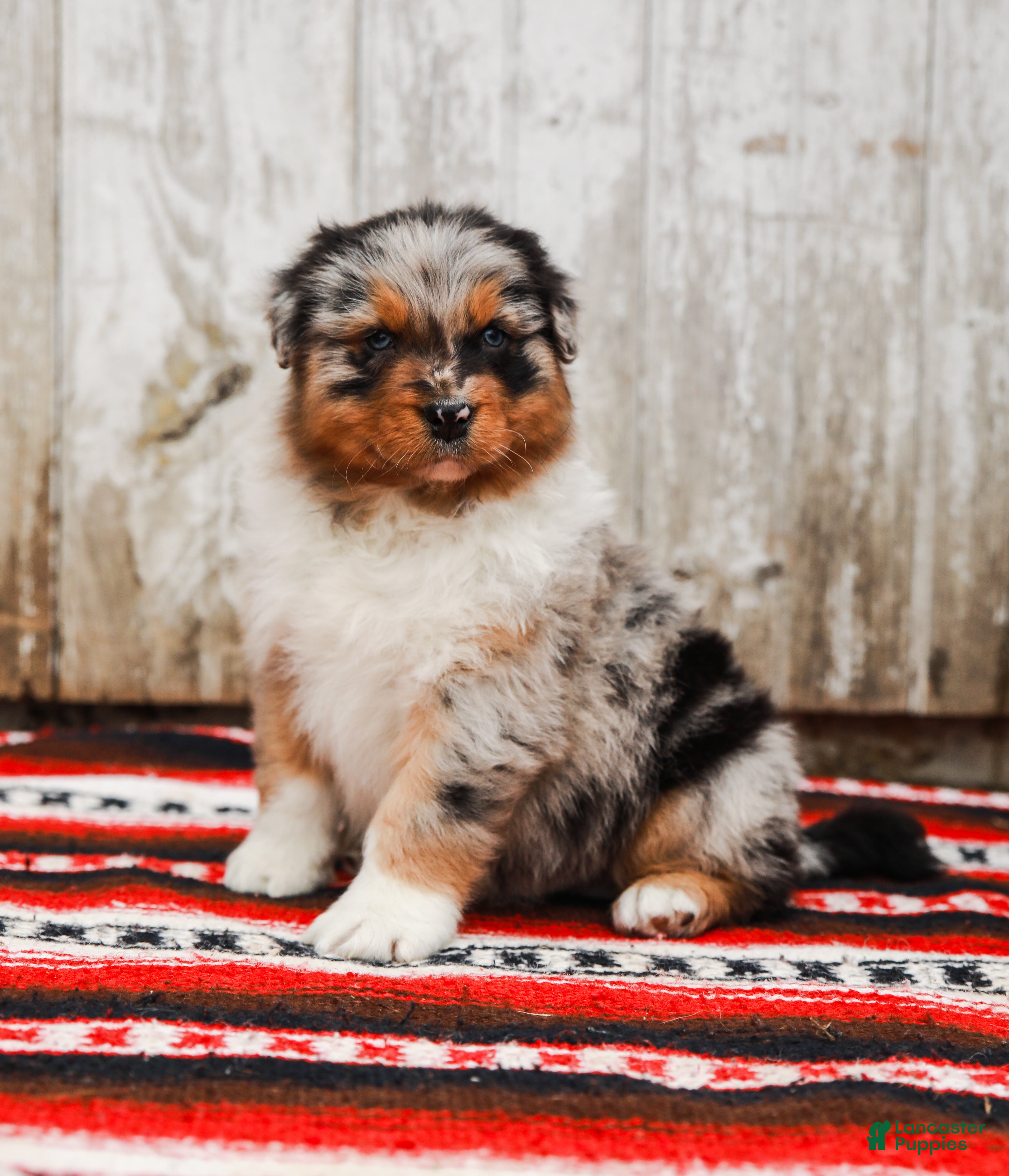 Australian Shepherd dogs Reggie - Ad 2