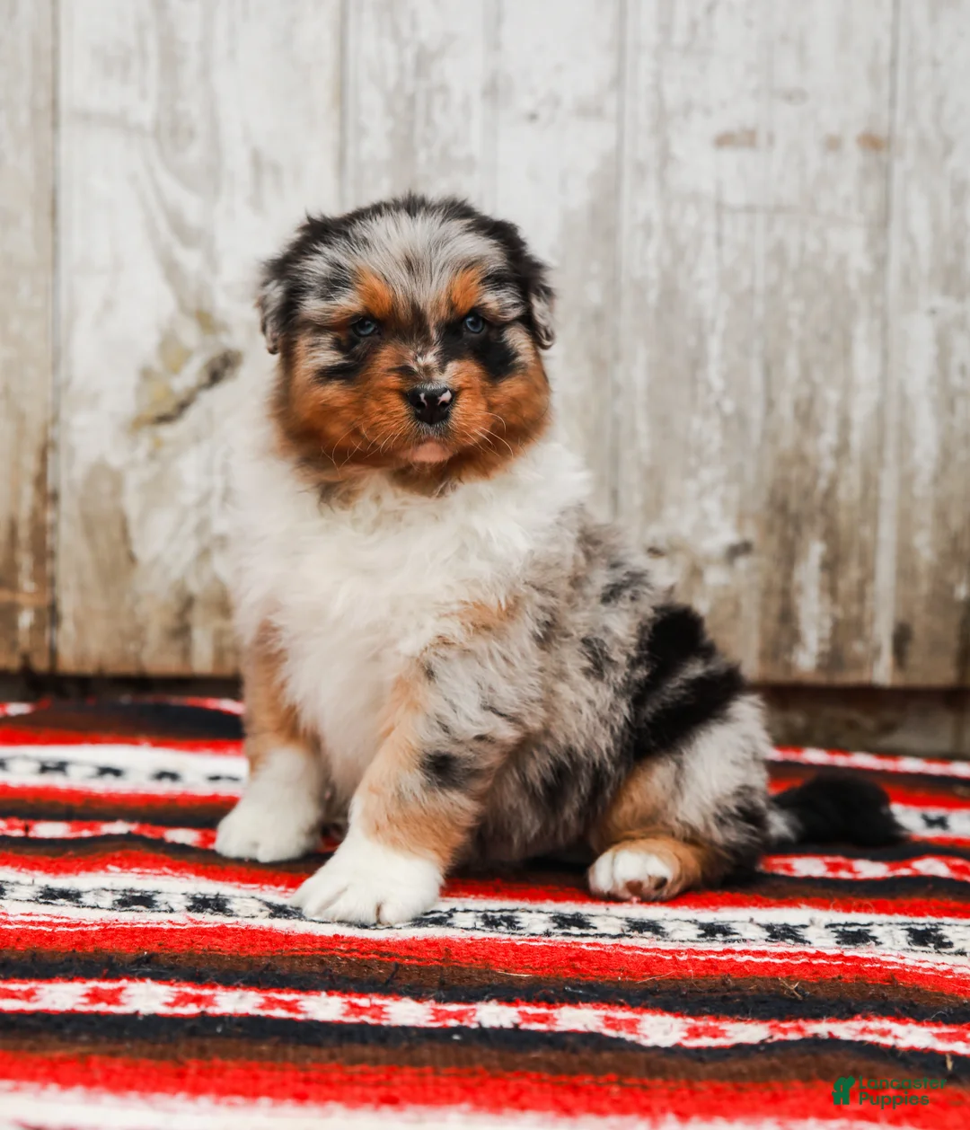 Australian Shepherd dogs for sale: Reggie - Ad 2