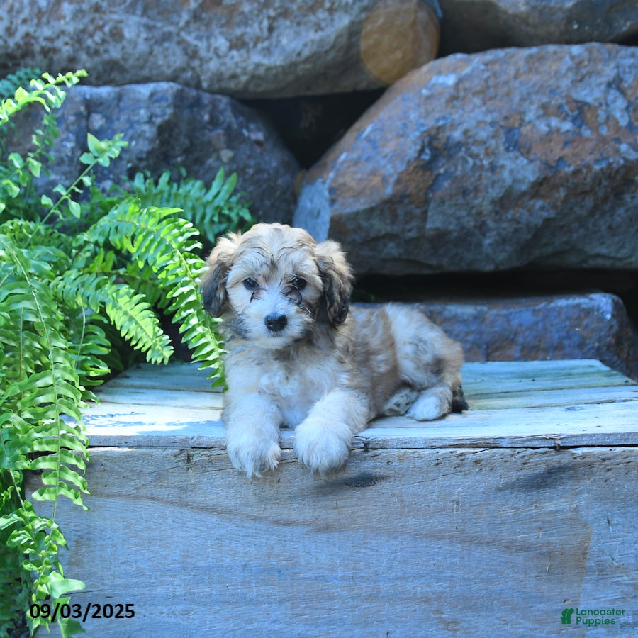 Mini Goldendoodle dogs Kai   - Ad 9