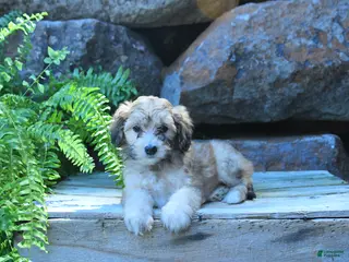 Mini Goldendoodle dogs Kai - Ad 39