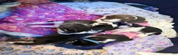 Siberian Husky dogs for sale: Princess Nox - Ad 27