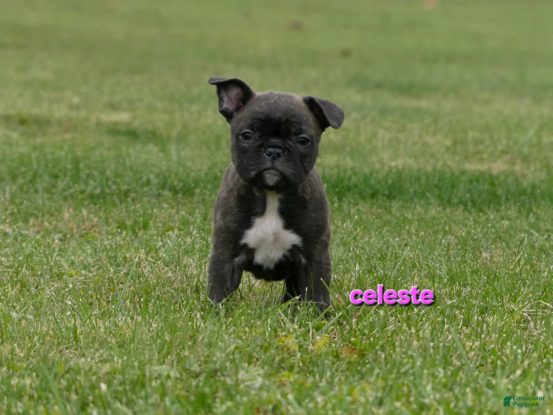 Frenchton dogs for sale: Celeste  - Ad 1