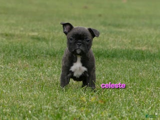 Frenchton dogs Celeste - Ad 27