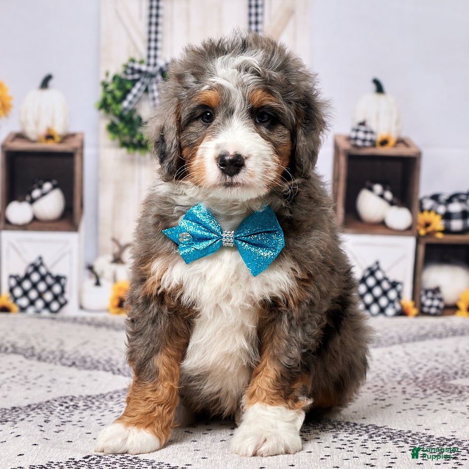Mini Bernedoodle dogs Ryder - Ad 12