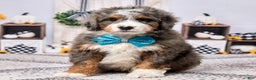 Mini Bernedoodle dogs for sale: Ryder - Ad 1