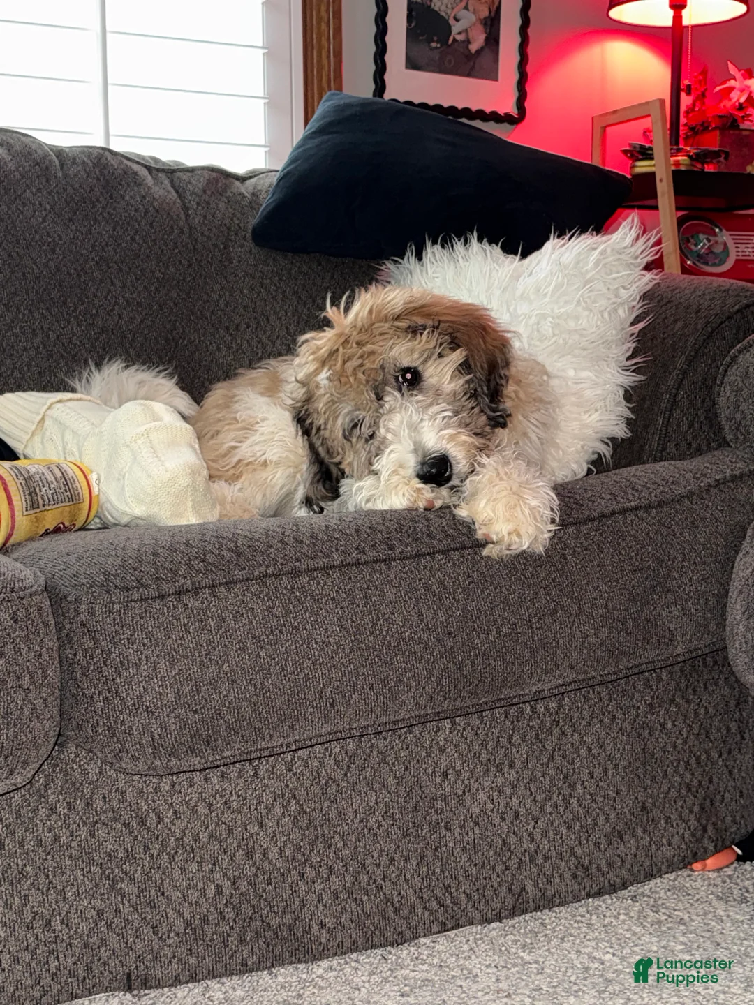 Saint Berdoodles dogs for sale: Saint Berdoodle 6mo Puppy - Ad 7