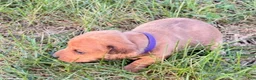 Miniature Dachshund dogs for sale: Girl 1 - Ad 6