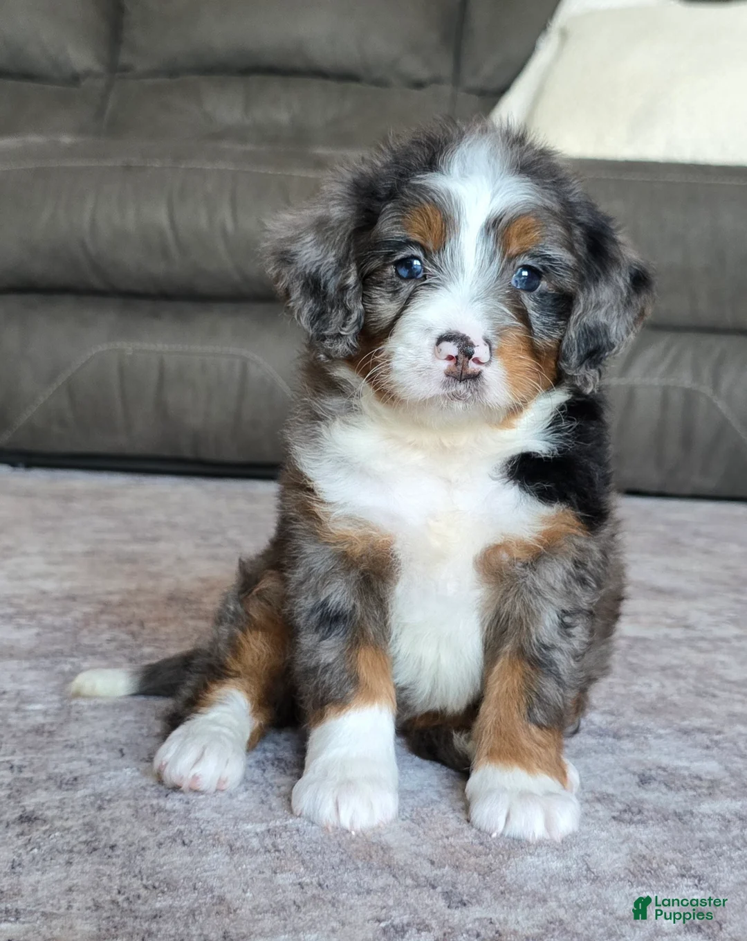 Mini Bernedoodle dogs for sale: Mini Maggie - Ad 1