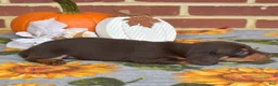 Miniature Dachshund dogs for sale: Mocha - Ad 5