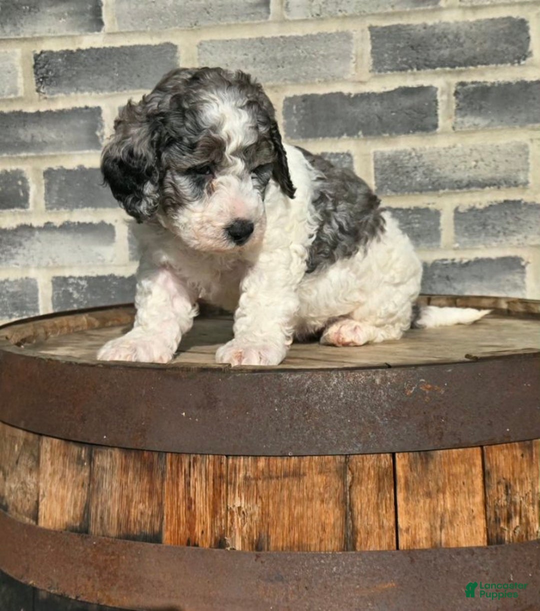 Mini Goldendoodle dogs for sale: Mia - Ad 5