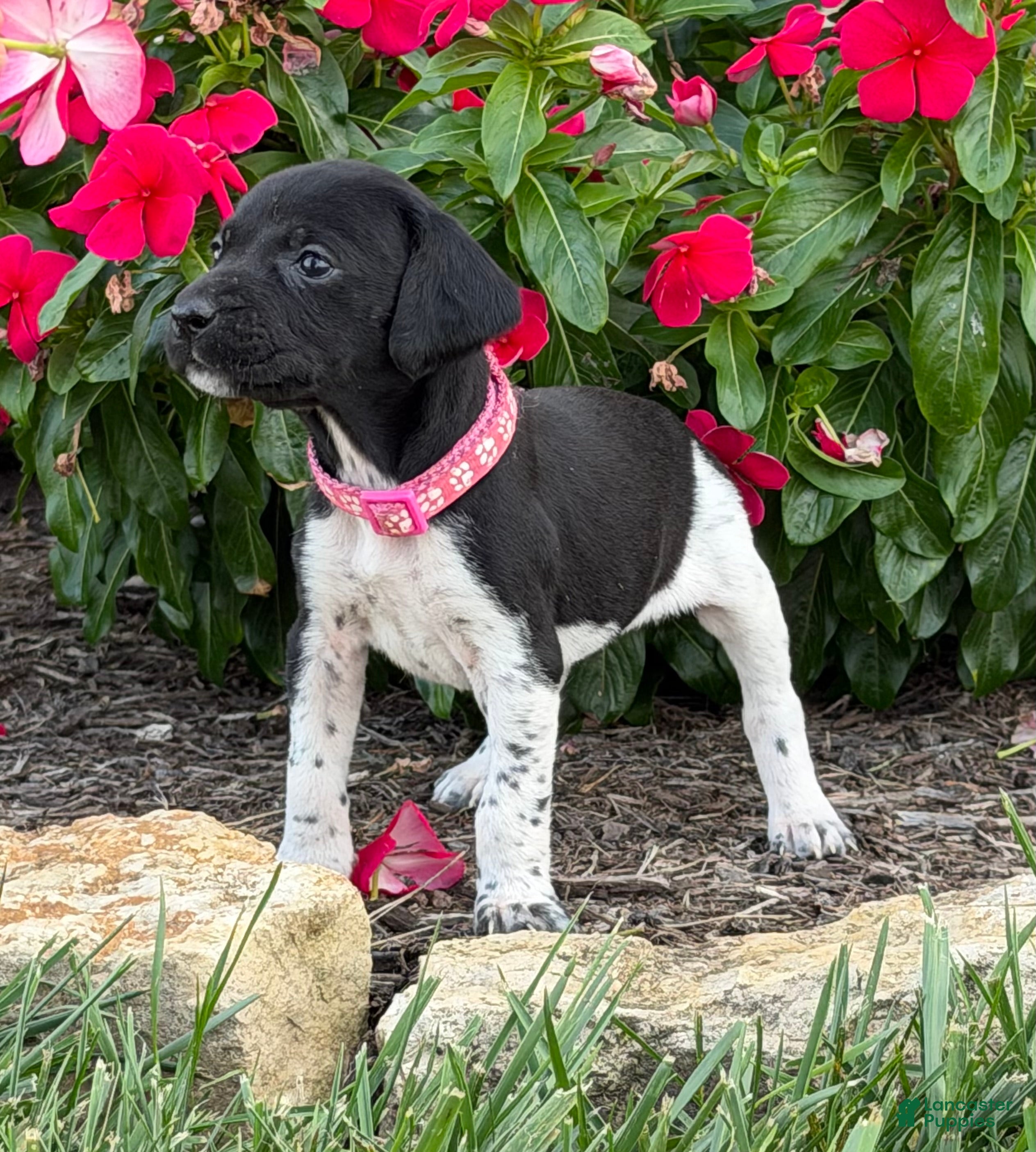 German Shorthaired Pointer dogs German Shorthaired Pointer 9 - Ad 25