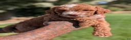 Cavapoo dogs for sale: RUFFLES - Ad 6